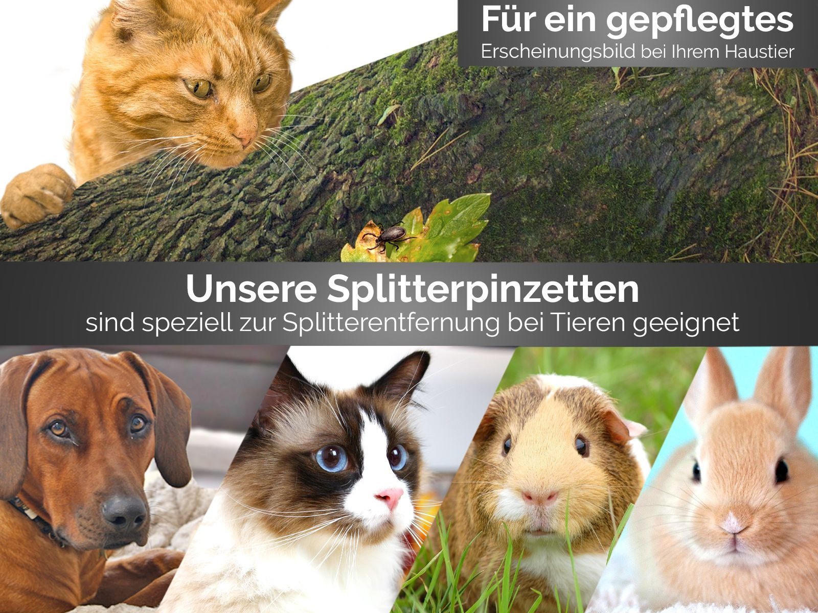 3-Piece Tick Remover Tweezers Set – Stainless Steel Tools for Pets 3-Piece Tick Remover Tweezers Set – Stainless Steel Tools for Pets